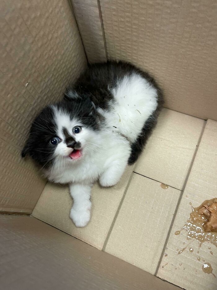 This Was A Sassy Fluff Ball