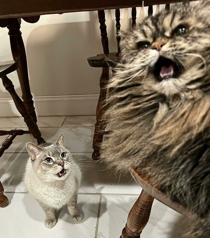 Elusive Double Yell