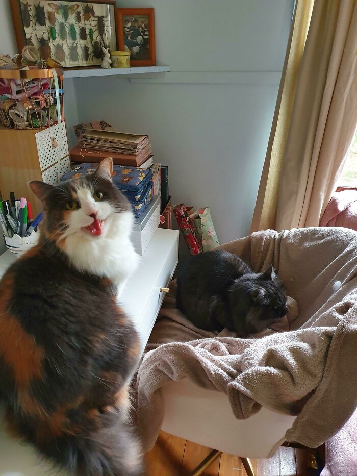 When Your Sister Steals Your Favourite Chair.. You Yell About It