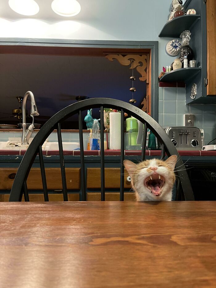 Dio grita en la mesa mientras yo ceno. Es muy bueno para seguir conversaciones