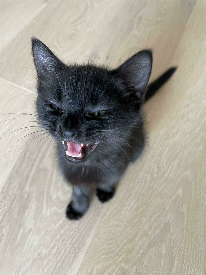 No podía parar de reírme de su cara diminuta mientras gritaba