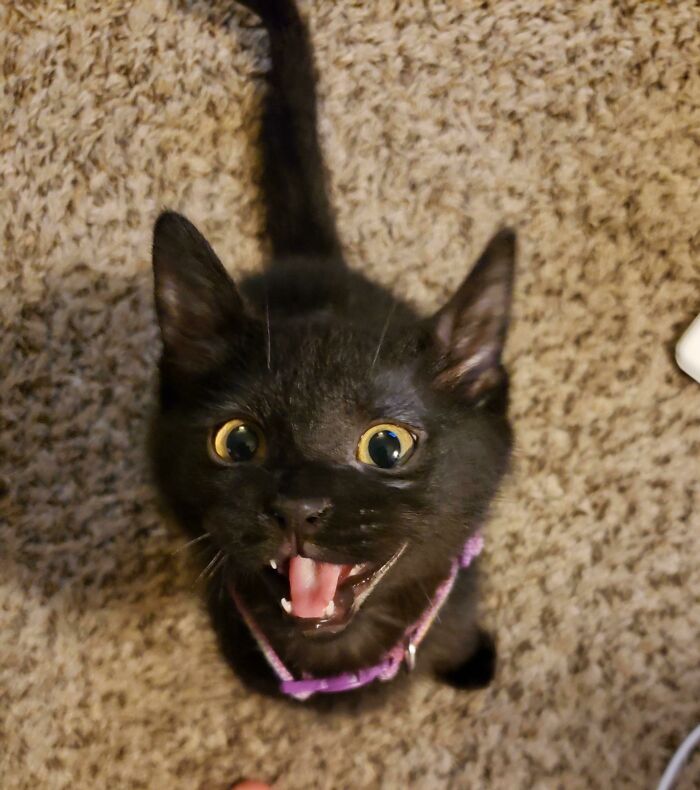 His Name Is Starburst And He Has So Many Opinions