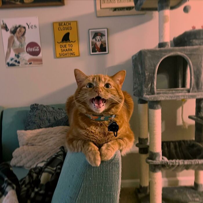 Original Taken Down Bc I Had My Phone Number In It. Meet Clem. It Took Her Entire Brain Cell To Yell At Me