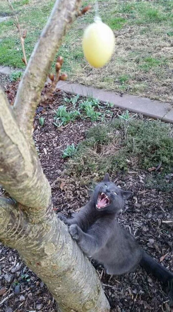 Not Happy About The Decorations