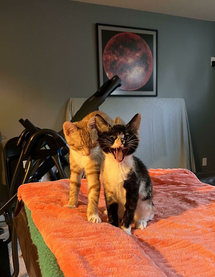 Just Adopted This Kitty’s Mama But This Yeller Caught My Attention!