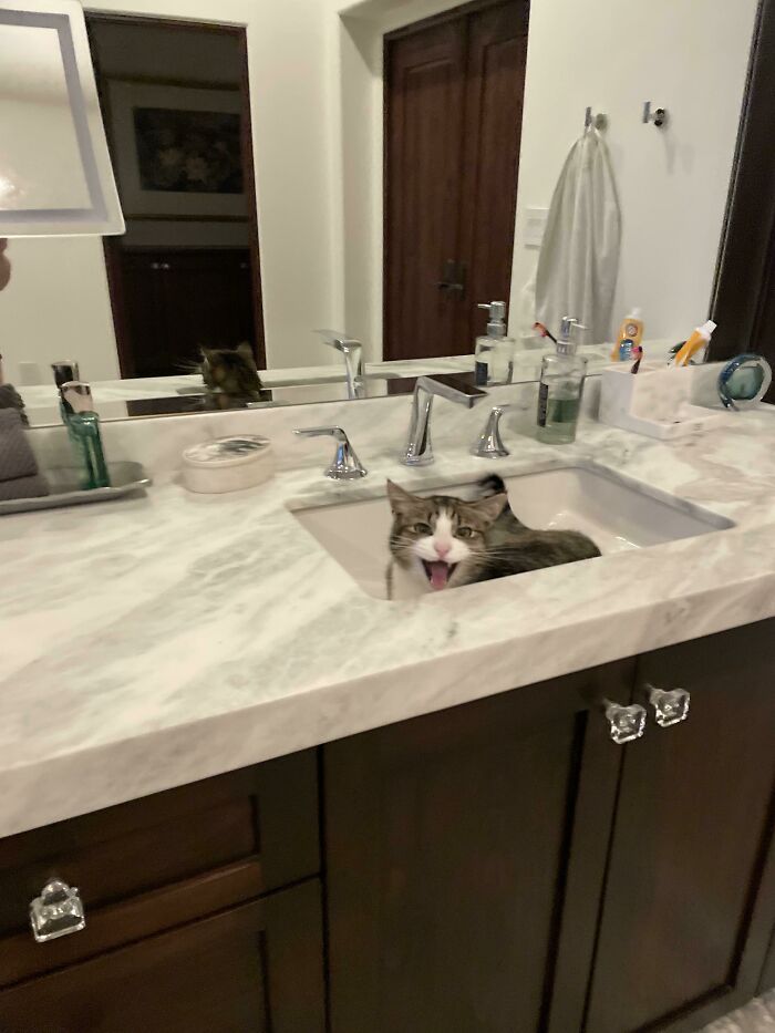 Sink Creature Demands Placation
