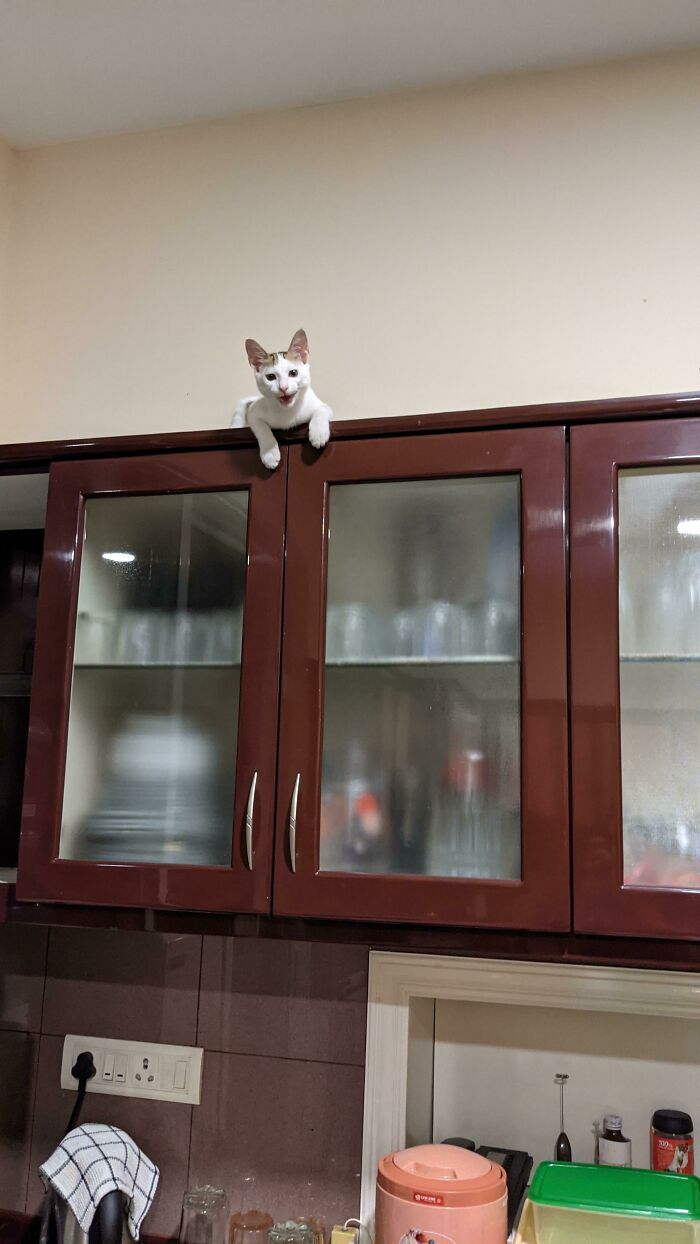 Mid Yell Because He Forgot To How To Get Down