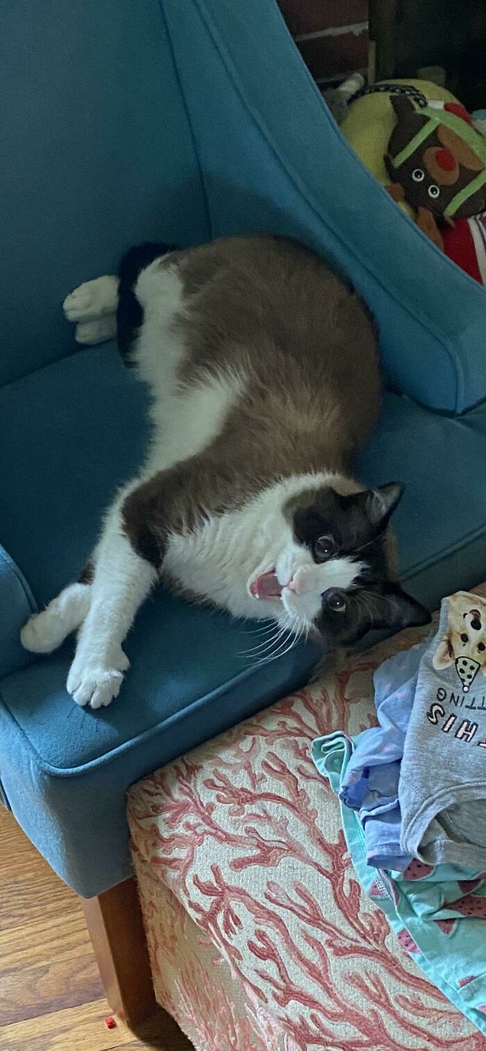 Frank Wasn’t Happy That I Disturbed His Nap When I Got Home From Work