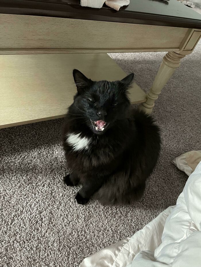 My Mom Was Cat Sitting And My Cat Gave Her A Piece Of His Mind For Not Getting Breakfast Ready By 5:30 Am