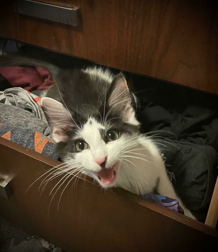 Little Fish & Chips Says Mew Mew!