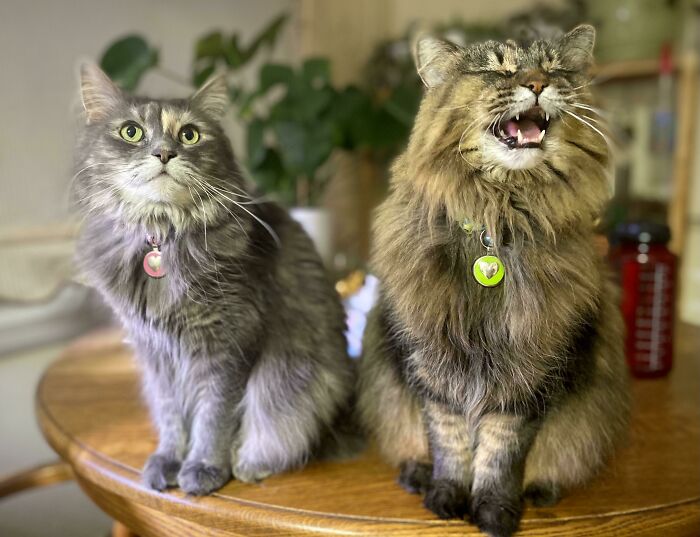 Tillie The Champion Yeller—millie’s Just Along For The Ride