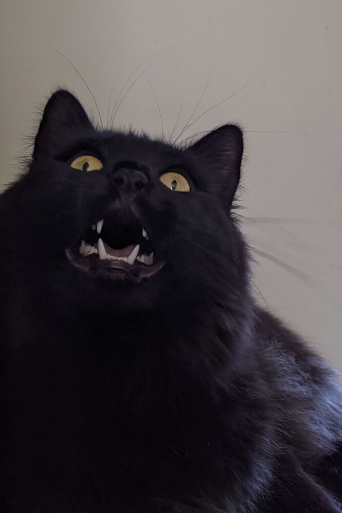 Yells From My Big Void Boy