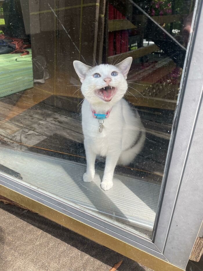 She Is No Longer Allowed On The (Fenced In) Porch After Going Awol For Three Days. She Has A Lot To Say About Being In Time-Out