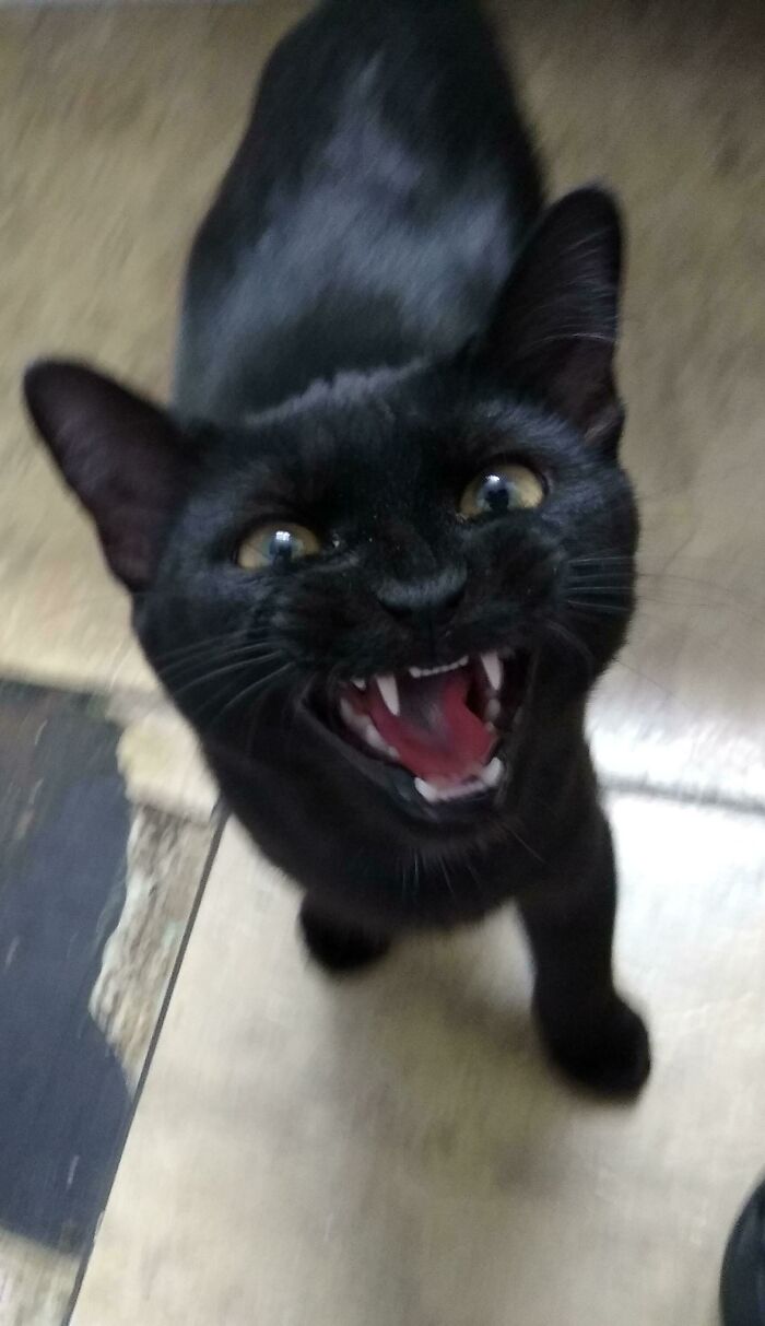 A Chloe no hay nada que le guste más que gritar