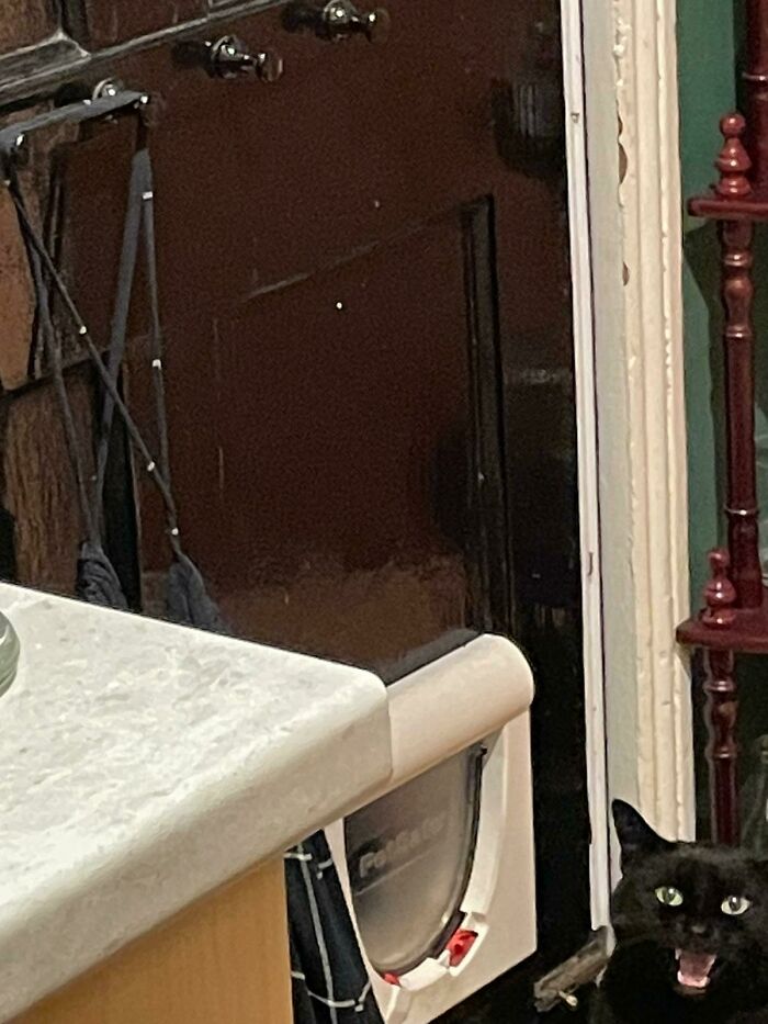 Doesn't Want To Use Her Cat Door