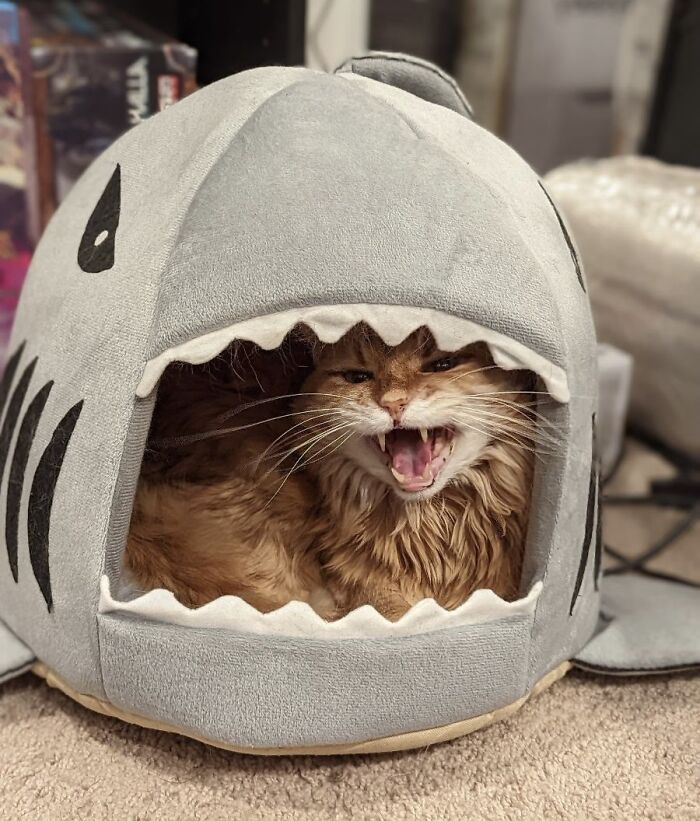 Zeus, dios de los tiburones y los gritos