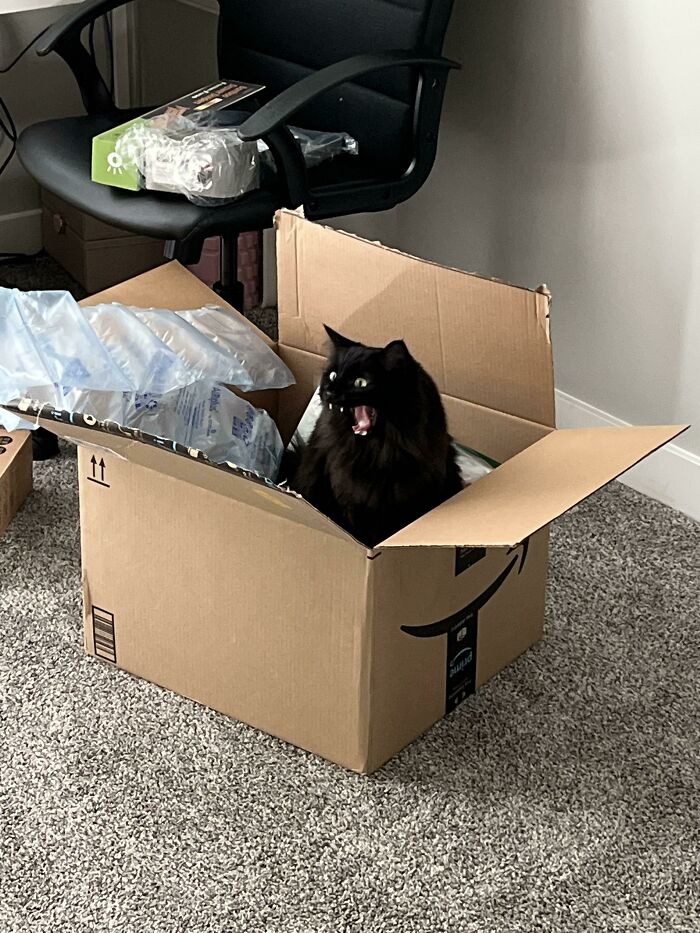 Está muy emocionado por el paquete de Amazon