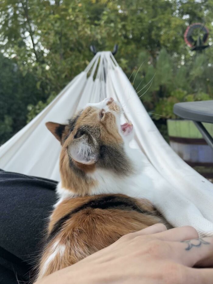 Screaming About Hammocks