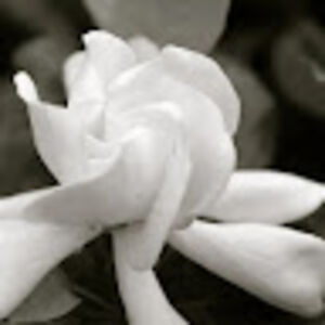 prettypinksky avatar