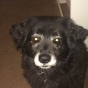 dogzmycopilot avatar