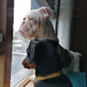 ashleighosullivan avatar