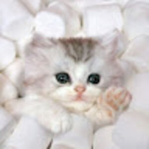 commentwhatmychannelshouldbecalled avatar