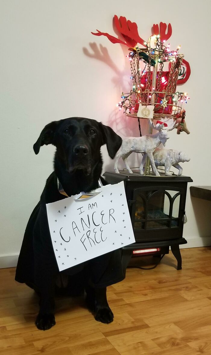 Many Vet Visits, A Surgery, And Long Recovery Later