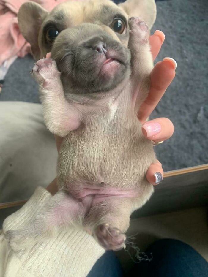 From An Ask-A-Vet Group. I Thought It Was About A Birth Defect