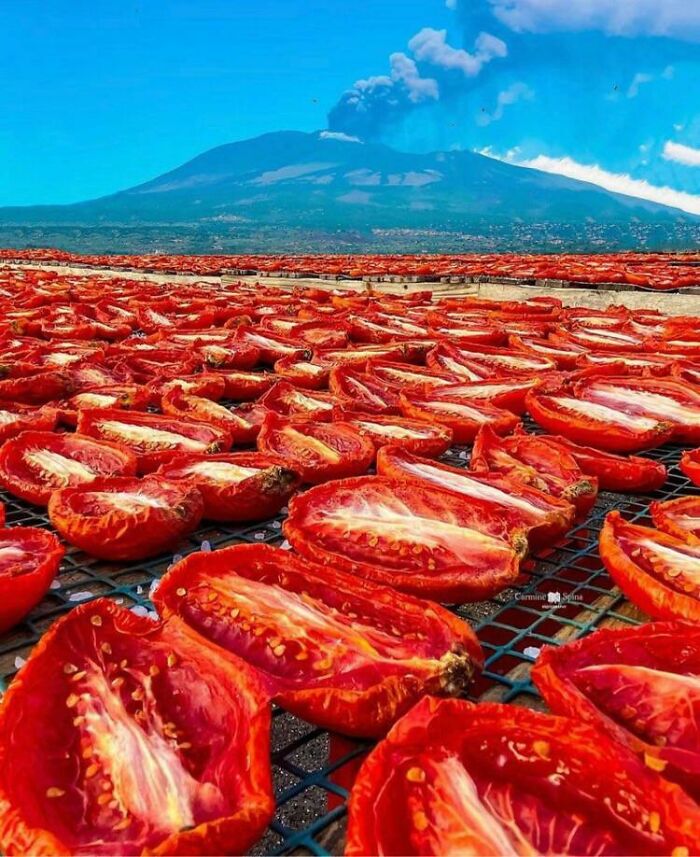 Those Giant Tomatoes