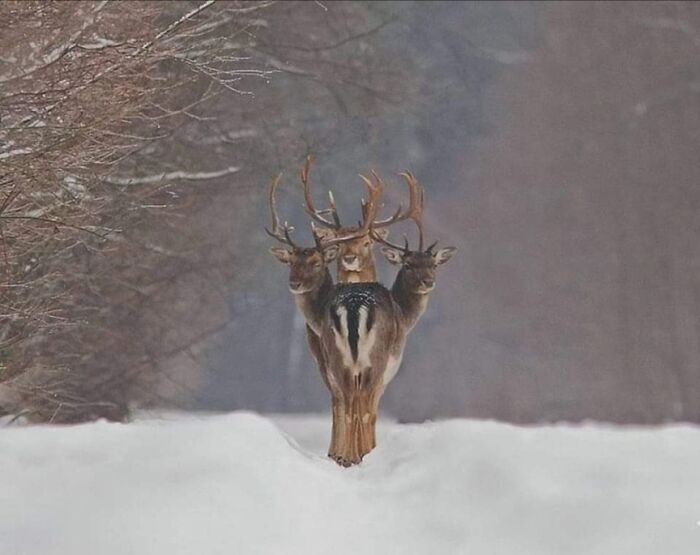Three Headed Deer