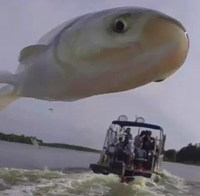 Giant Fish