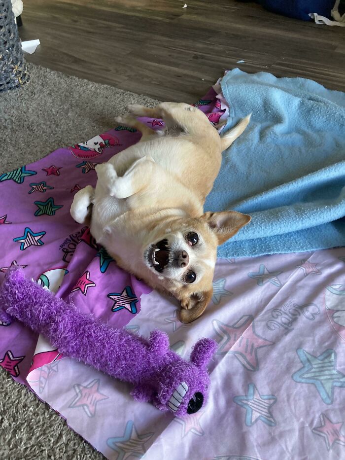 I Make Blankets For Shelter Doggos/Homeless People And Their Dogs From Linen I Find In Dumpsters. Doggo In Photo Is My Little Weirdo. And No, I Did Not Find Her In A Dumpster:p