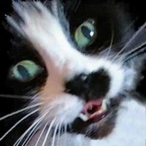 facebook_miaowminx avatar