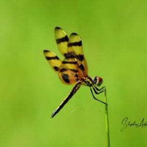 stephen_adams avatar