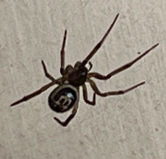 This Spider’s Abdomen Looks Like An M&M