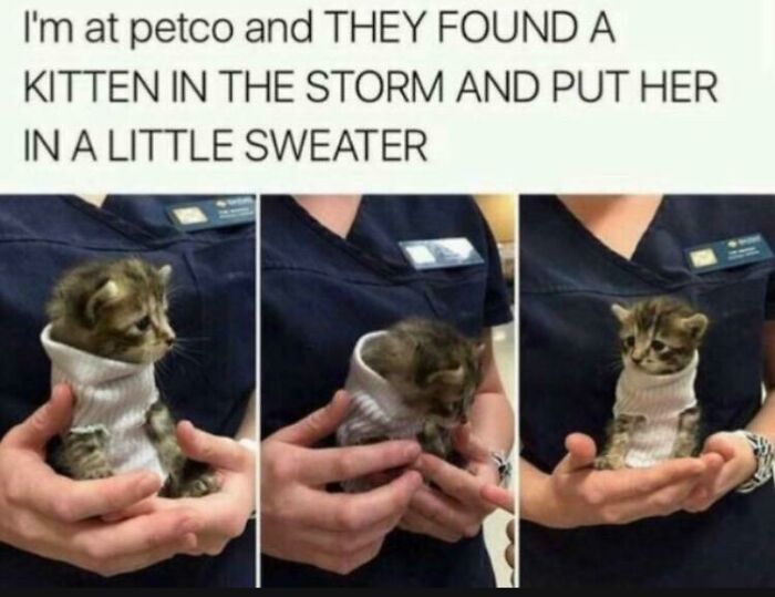 Thanks, I Love A Kitten In A Sock