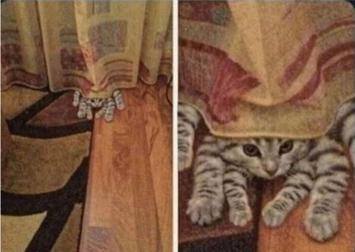 Thanks, I Love Spider Kitten