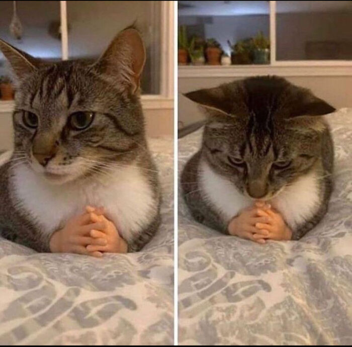 Thanks, I Love Cats With Human Hands.