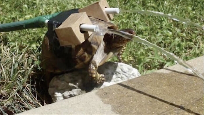 Thanks, I Love Realistic Blastoise!