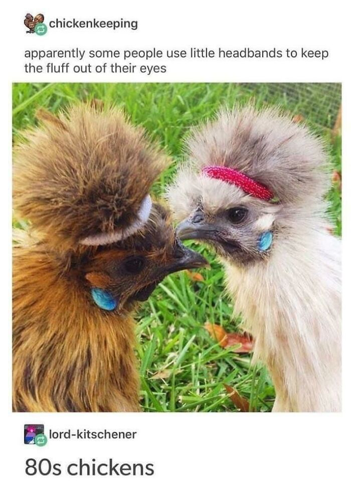 Thanks, I Love 80’s Chickens