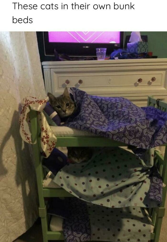 Thanks I Love Cat Bunk Beds