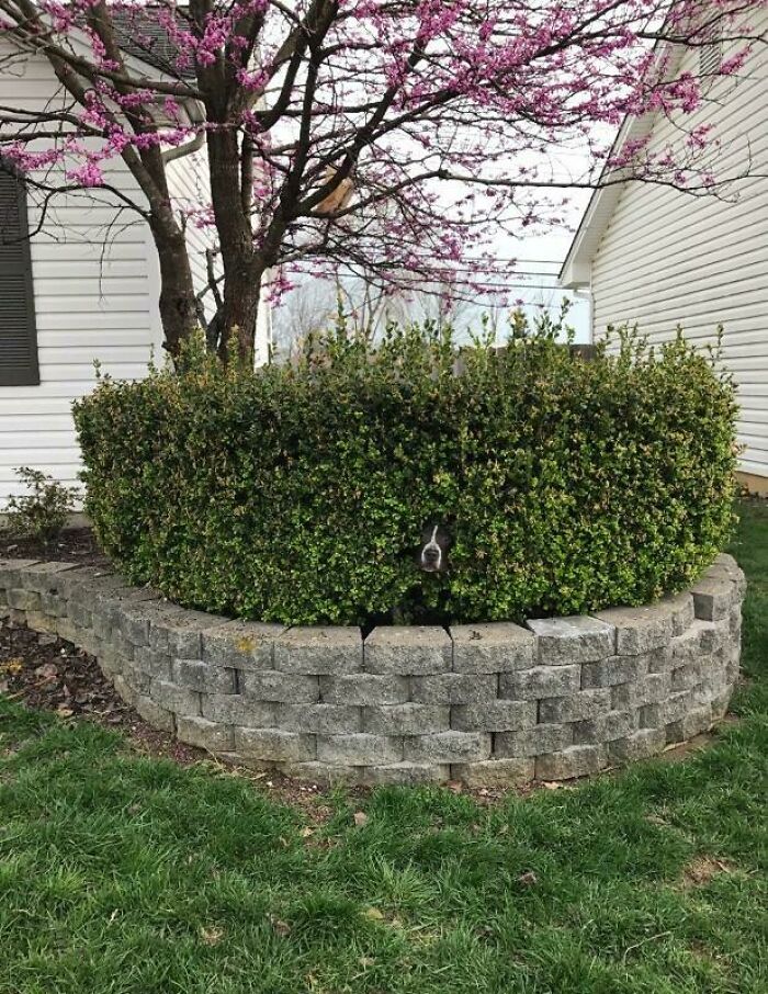 Our Big Bad Pitbull, Hiding From The Lawnmower