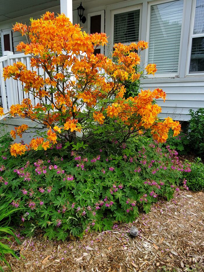 Wanted To Share My Azalea