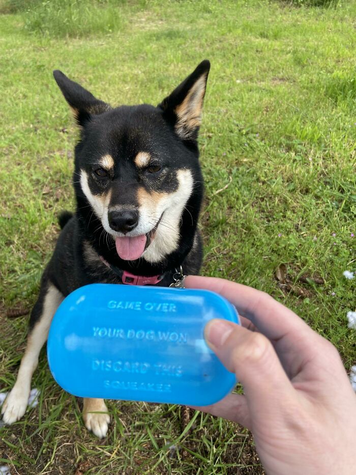 The Squeaker From Inside Her Dog Toy Has Declared Her The Winner
