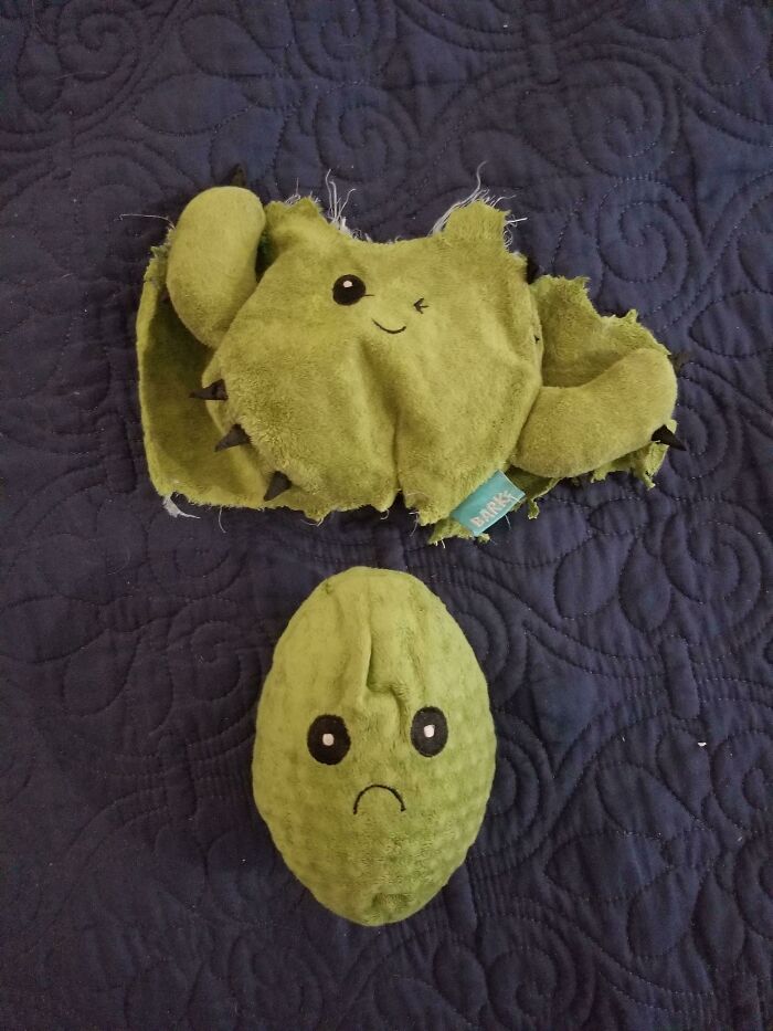 My Dogs Tore Apart A Cactus Toy, To Reveal Another, Sad Cactus Toy