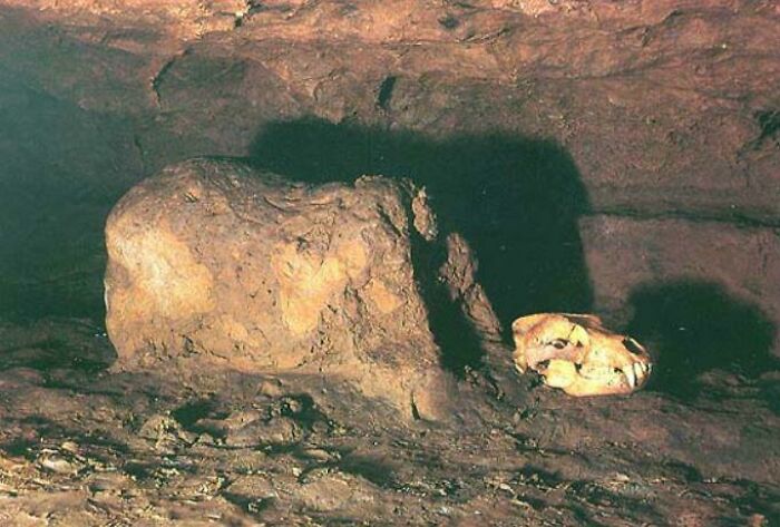 A Bear Body Made From Clay With A Bear Skull In Between Its Paws, Made By Prehistoric Humans. Riddled With Holes From Spear Points, It Was Possibly Used To Teach Hunting, Or Served A Ceremonial Purpose