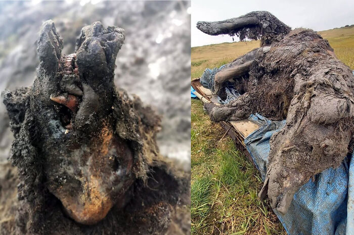 A Cave Bear Mummy Found In Russia