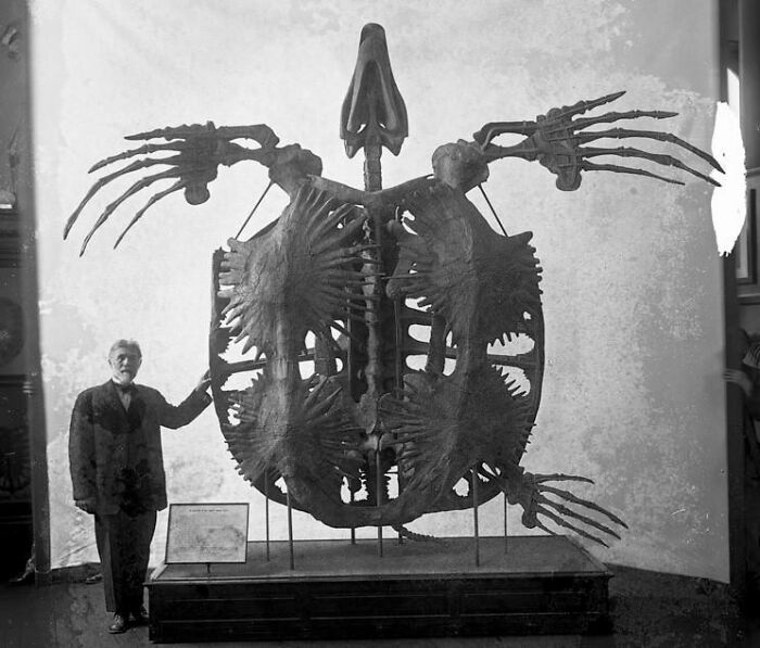 Skeleton Of Archelon Ischyros