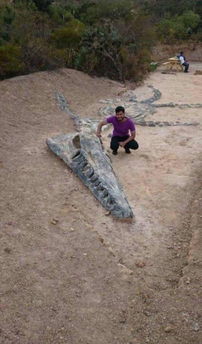 Giant Fossil Of A Kronosaurus