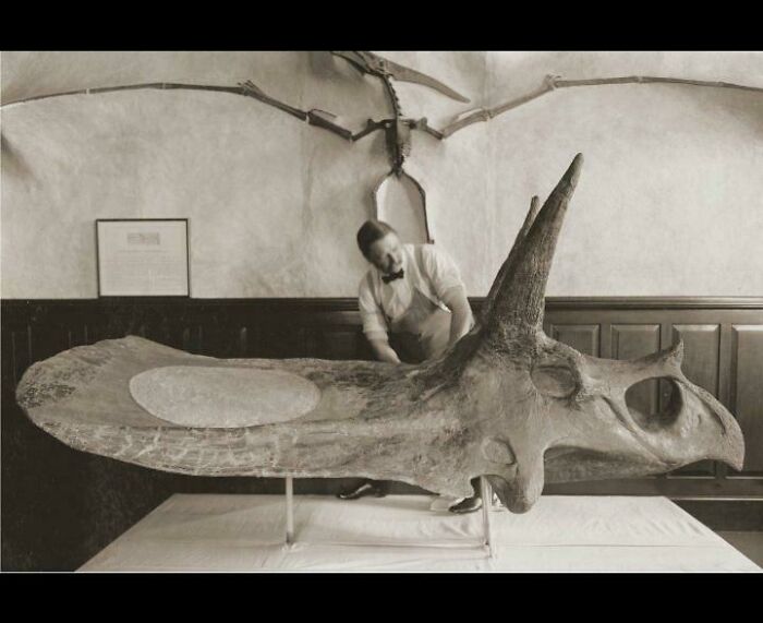 Sub-Adult Torosaurus Skull Compared To A Fully Grown Man